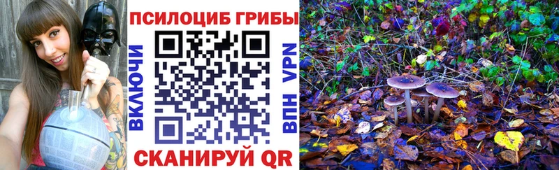 hydra ссылки  как найти   Кызыл  Псилоцибиновые грибы Cubensis 